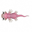 Froggerlottle