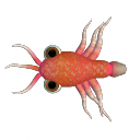 Shrimpy